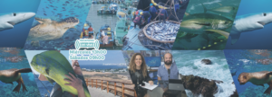 Programa 164  AZUL SOSTENIBLE TV – Celebración en Ecuador del Día Mundial del Atún – Program 164 AZUL SOSTENIBLE TV – World Tuna Day Celebration in Ecuador￼