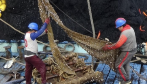 Atuneros ecuatorianos, pioneros globales en pesca con materiales orgánicos – Ecuadorian tuna fishermen, global pioneers in fishing with organic materials